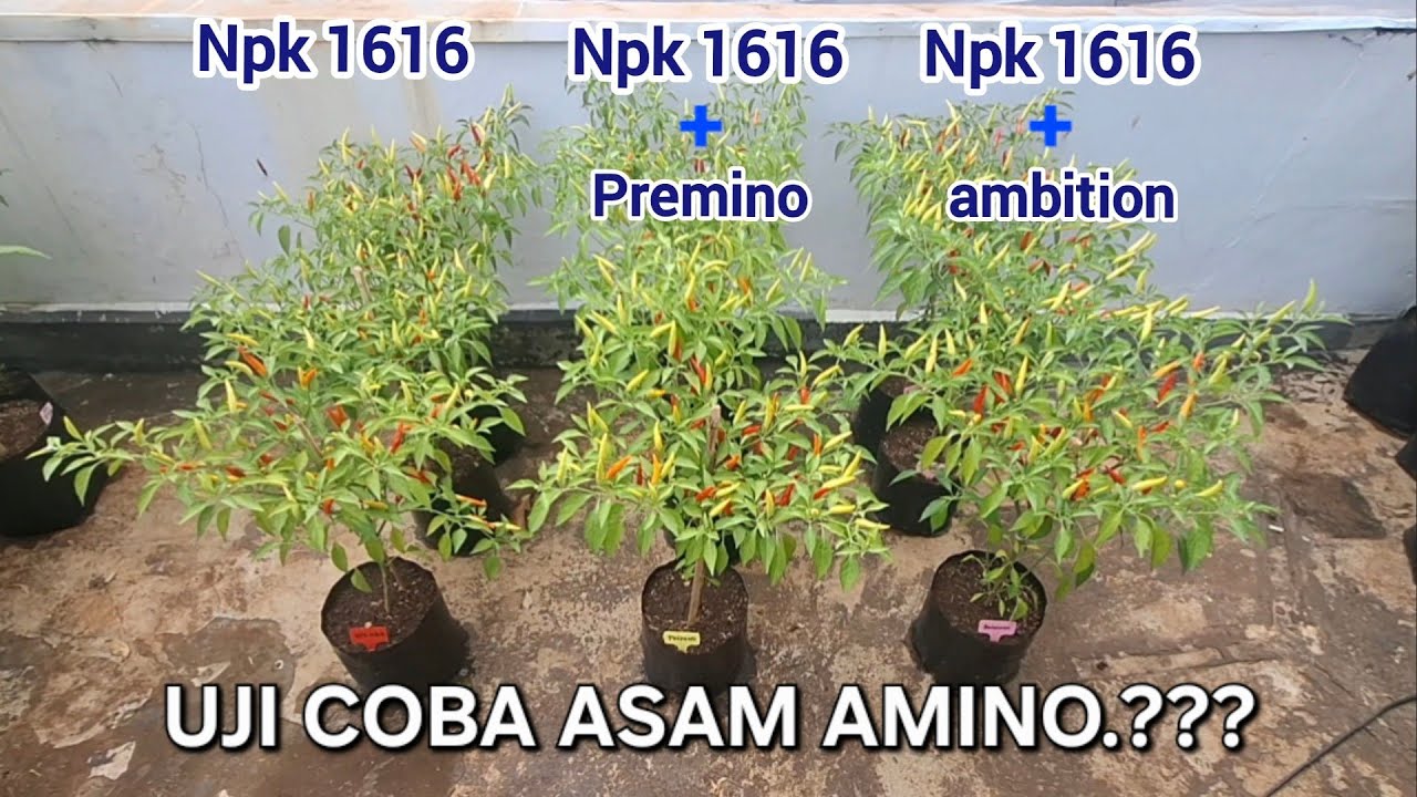 Uji coba pupuk cabe dengan asam amino vs tidak pake asam amino‼️#cabe #pupuk