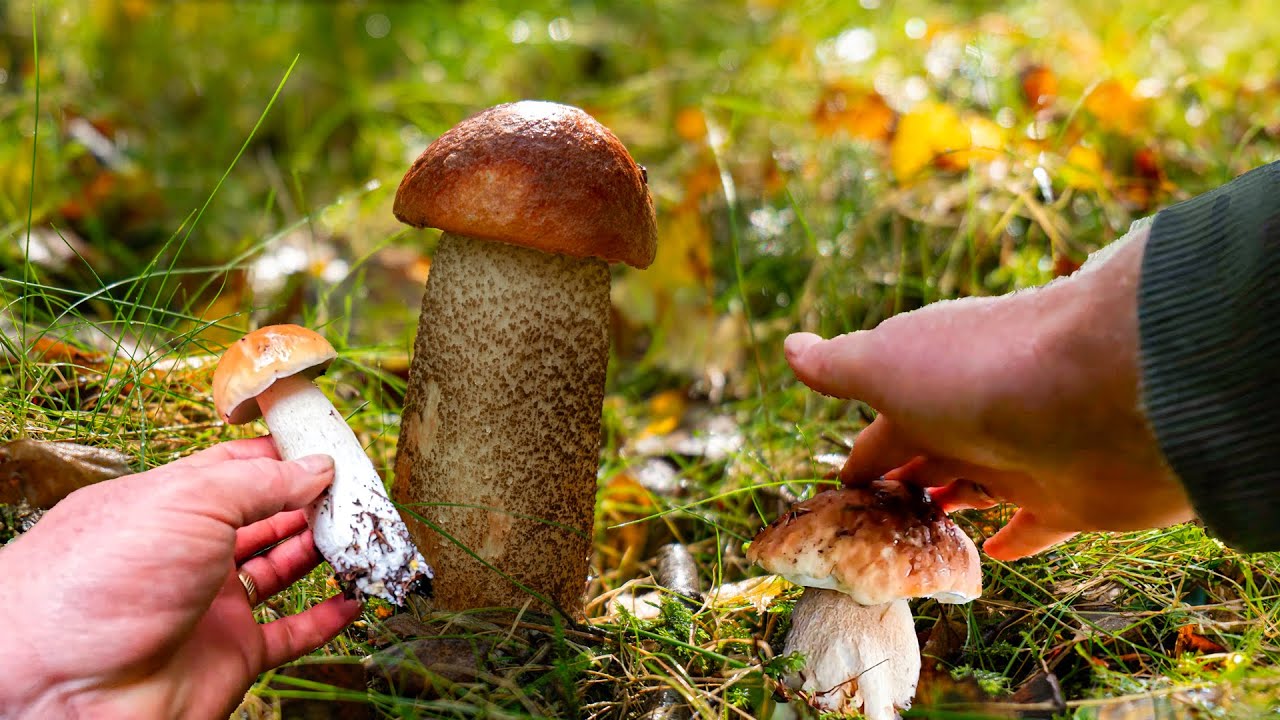 Voilà les premiers champignons de la saison ! Timide mais prometteur...