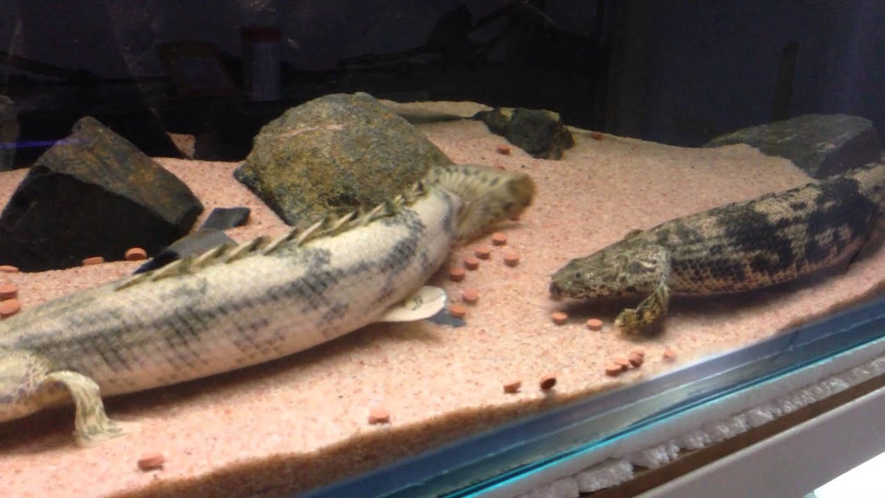 POLYPTERUS ENDLICHERI 2014