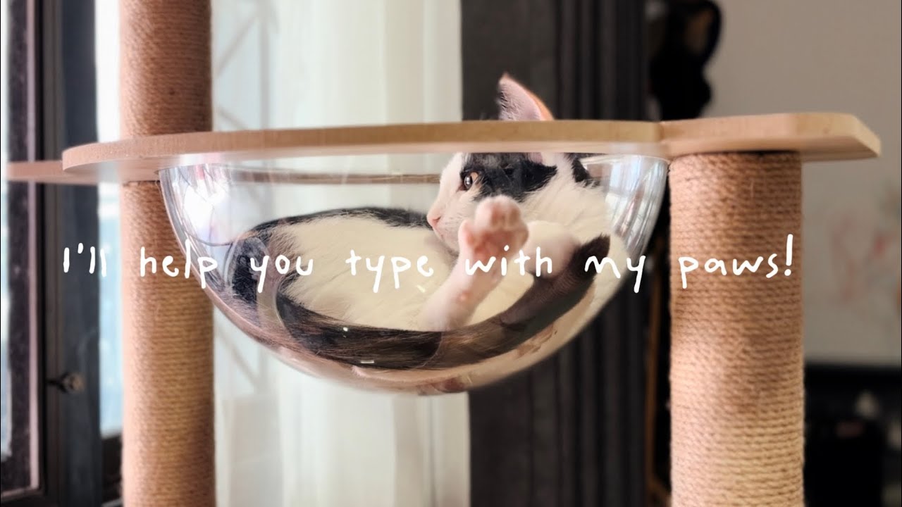 I’ll help you type with my paws! 🐾 @WorkWithCat 