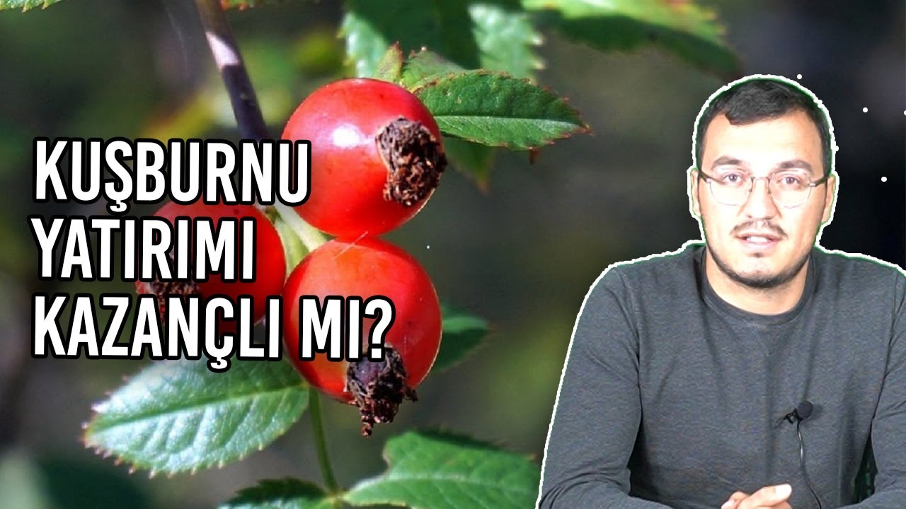 Kuşburnu Karlı Bir Yatırım Mı?