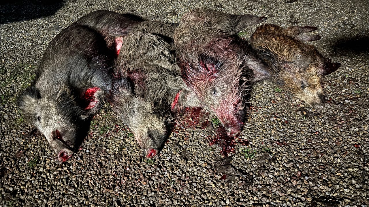 When Everything Goes Right: 4 Wild Boars NOCPIX akce 35L