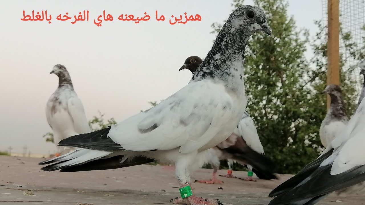 كيفية علاج  مرض النوكايسل وسبيل التخلص منه