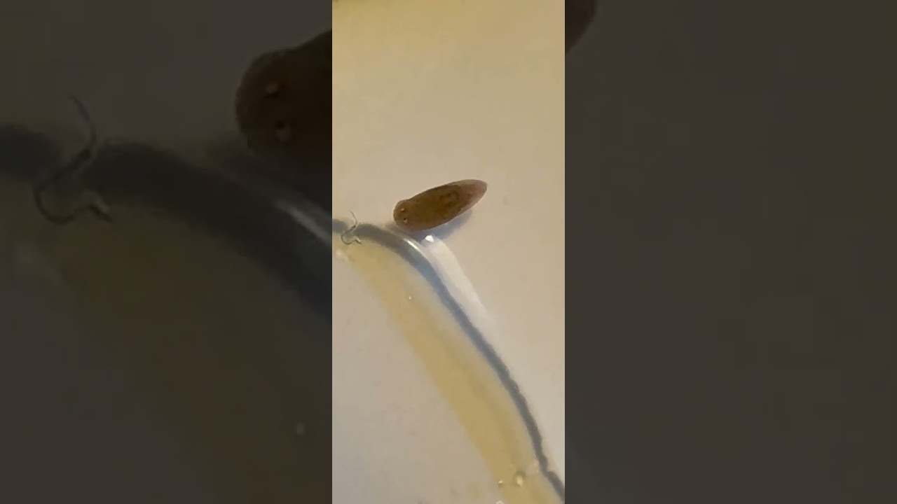 Planaria swimming in five times the recommended dose praziquantel 👎