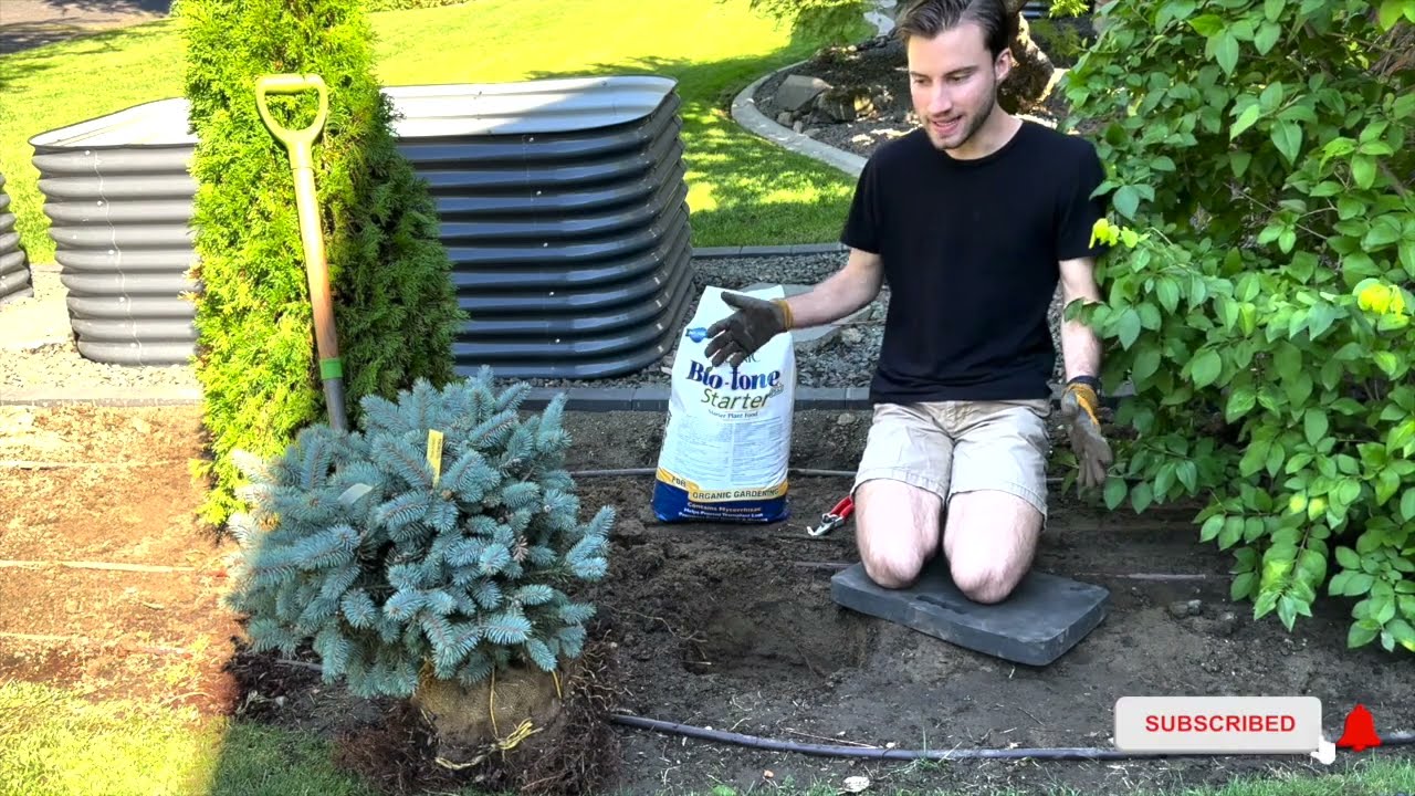 Planting a Globosa Blue Spruce in the Garden!