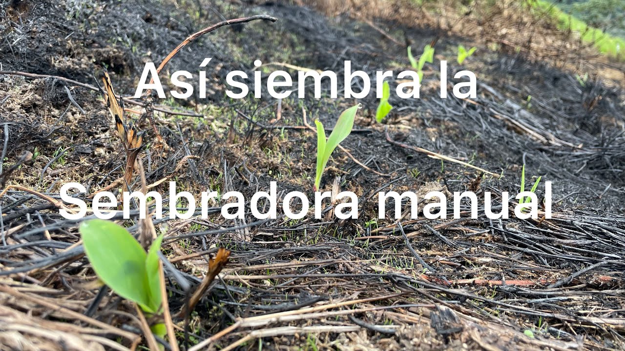 Resultados de la siembra de maíz con sembradoras manuales