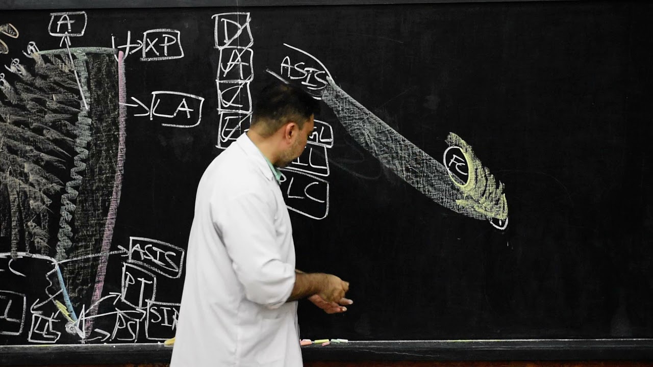 GROSS ANATOMY OF INGUINAL LIGAMENT