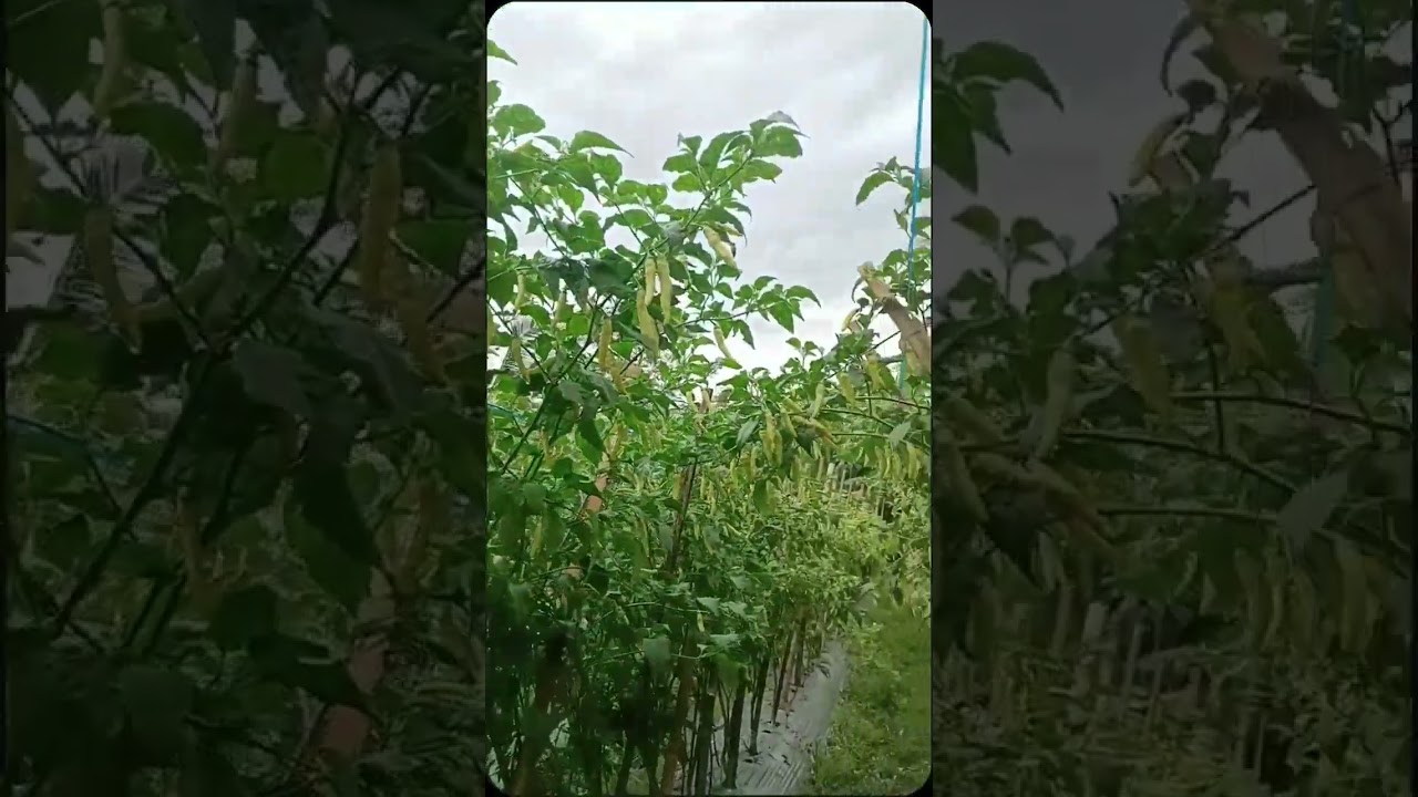 pemeliharaan pada tanaman cabai #cabai #viral #hargacabai