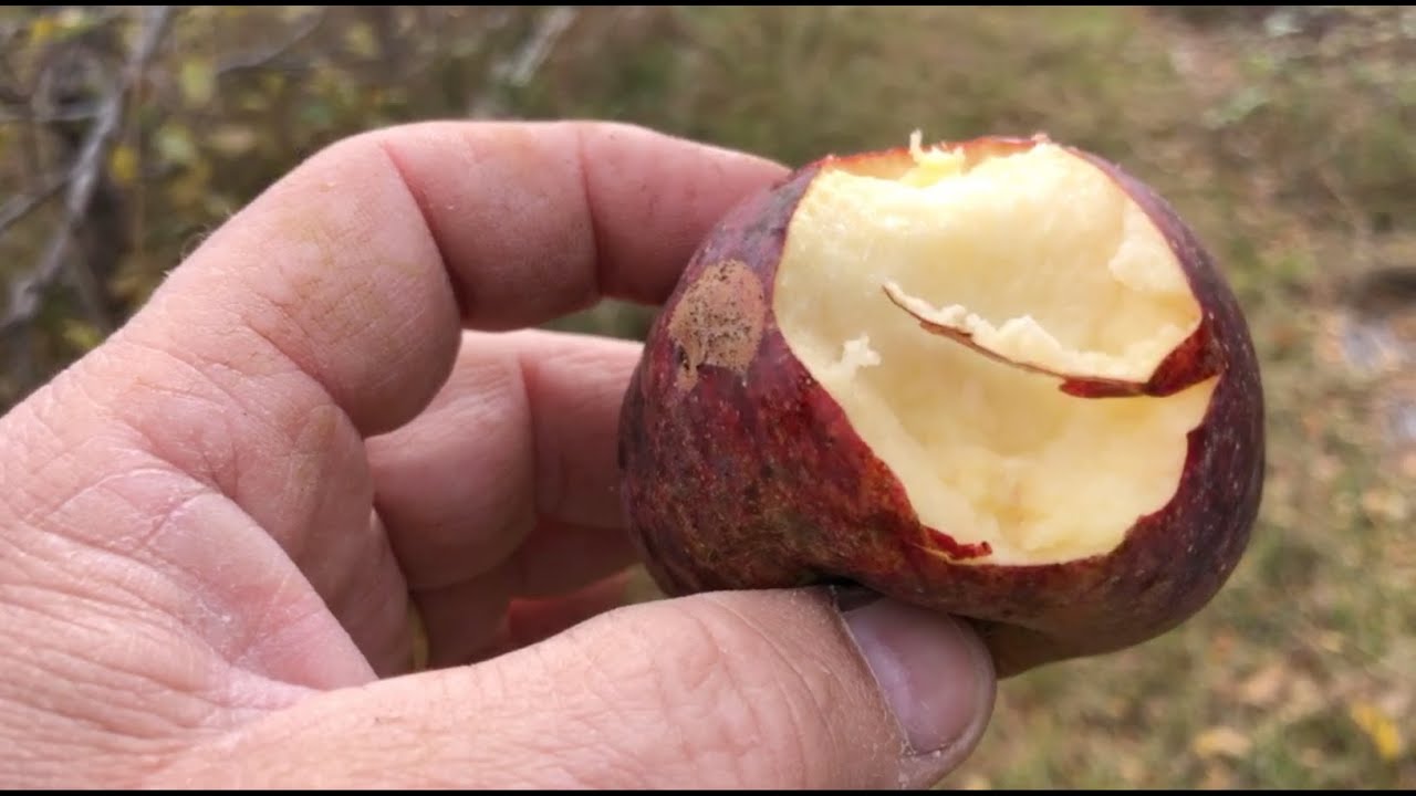 22 Pro TIPS for YOUR Fruit Trees