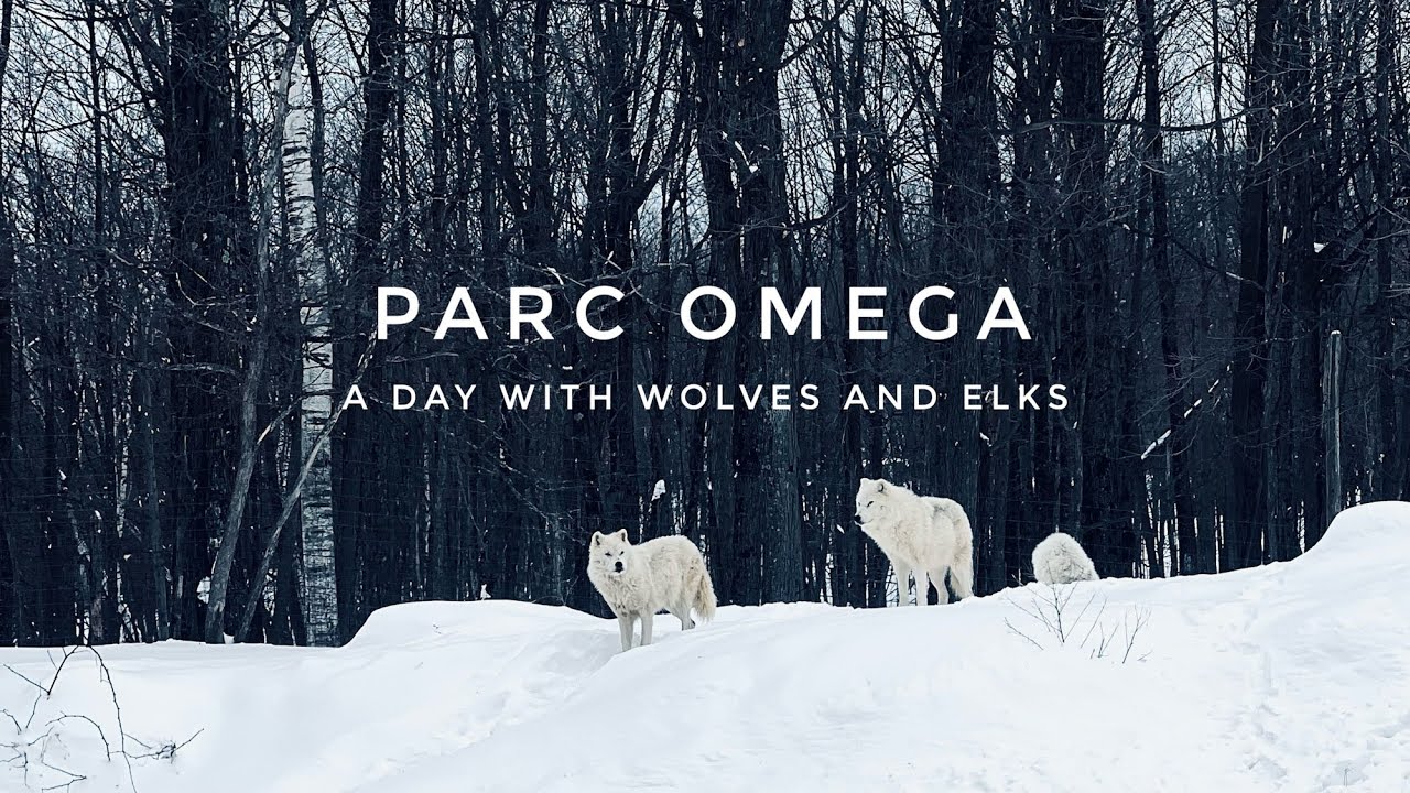 Parc Omega, Quebec - One day visit | iPhone 13 Pro