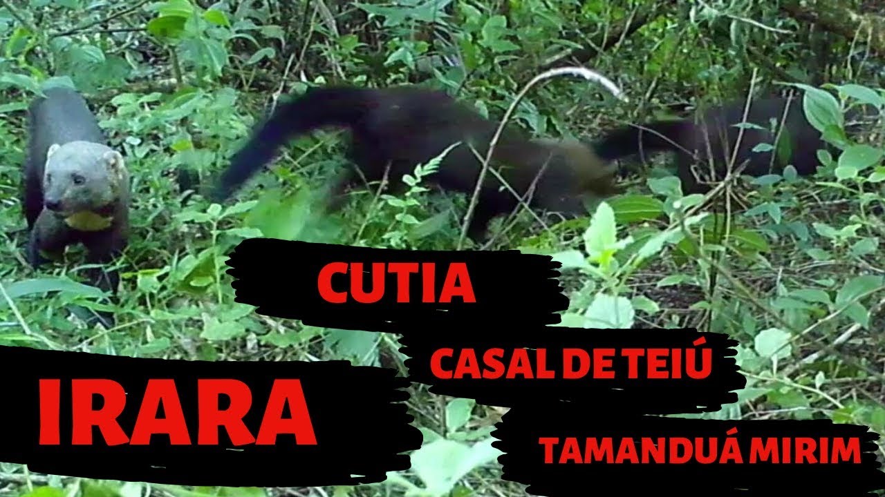 Flagras da camera trap, irara, cut&iacute;a, tamandu&aacute; mirim e casal de lagartos