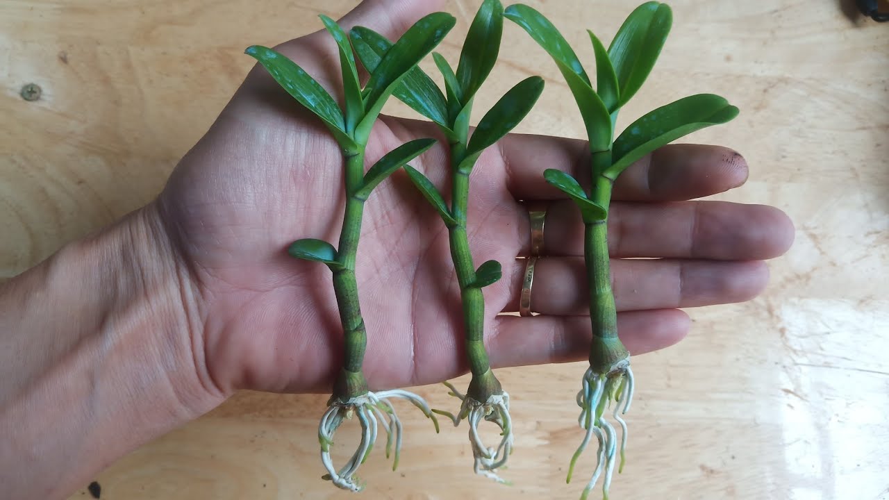 Keiki Phi Điệp Mới Trồng Bị Hỏng Rễ, Vàng Và Nhăn Lá Phải Làm Sao?