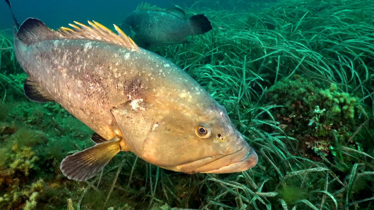 Atlantida Buceo Tabarca 28 julio 2019 Llosa-Nao