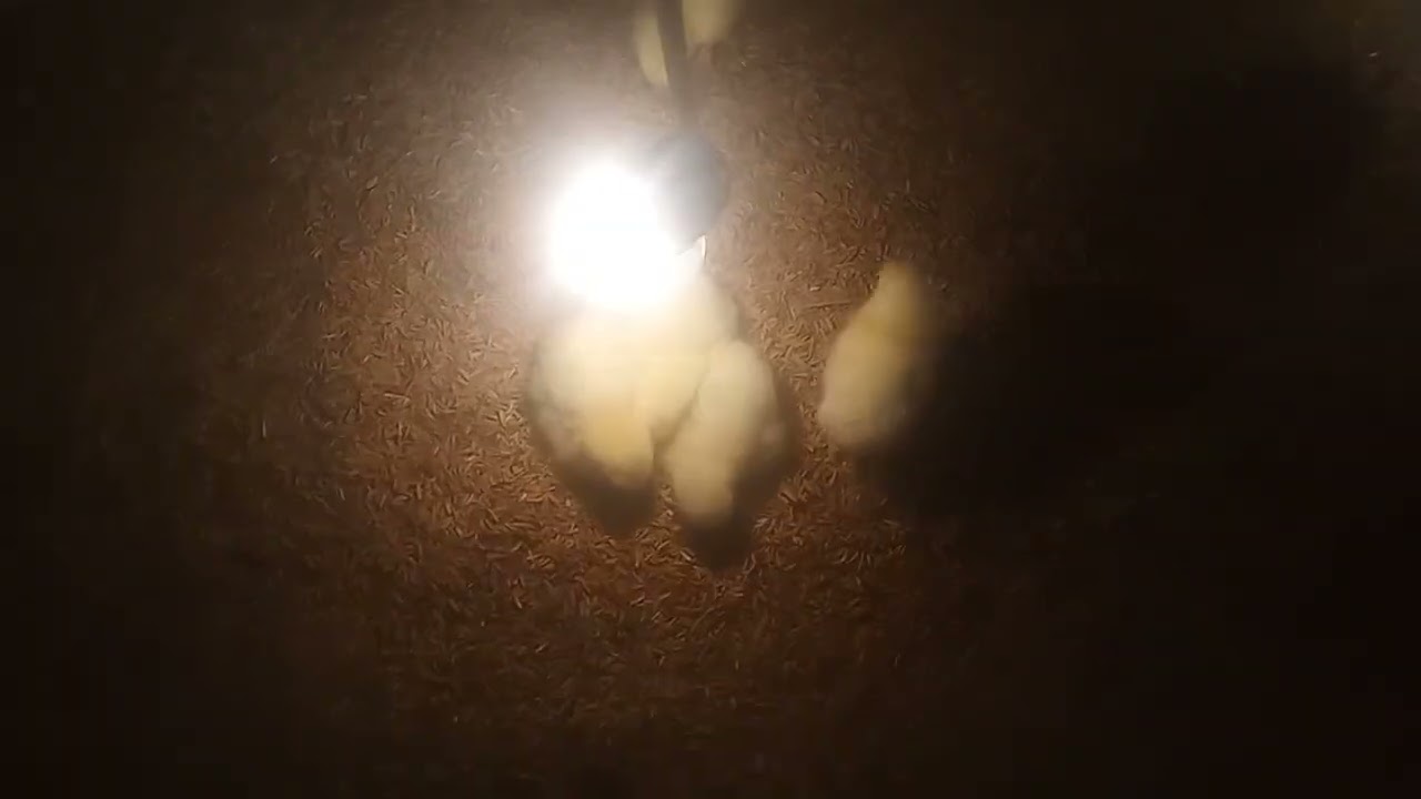 Pengontrolan di malam hari ayam boiler
