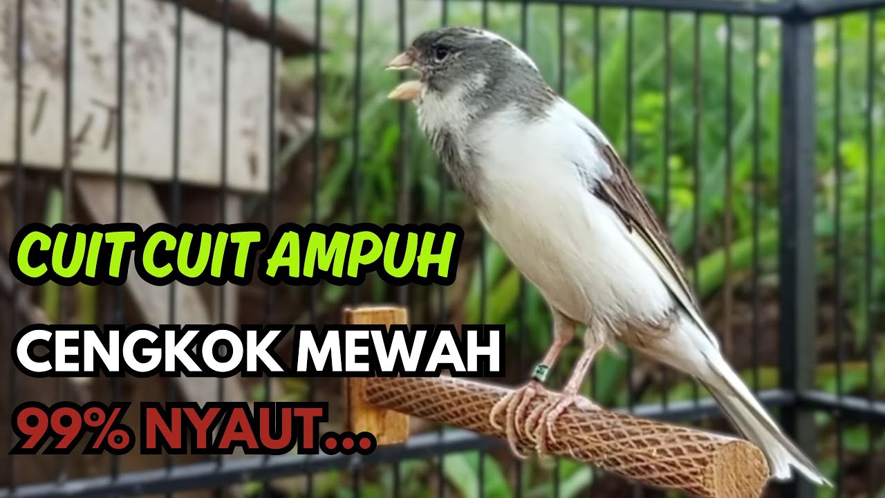 KENARI GACOR  Cuit CUIT BIRAHI SUARA Kenari MASTERAN TERBAIK UNTUK PANCINGAN & MASTERAN Kenari PAUD