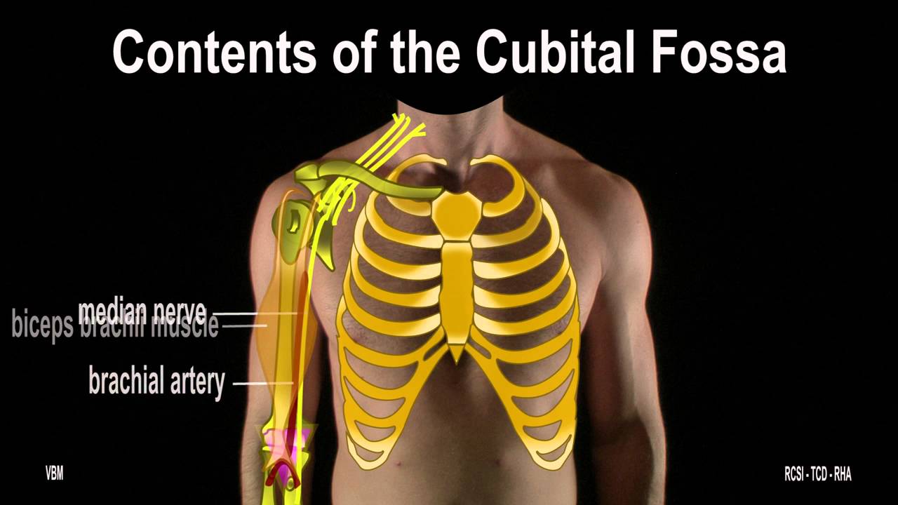 Surface Anatomy -  Forearm Cubital Fossa (2D)
