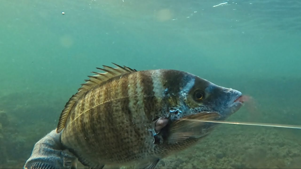 PESCA SUB SICILIA 0-15 METRI SARAGO 1,3KG
