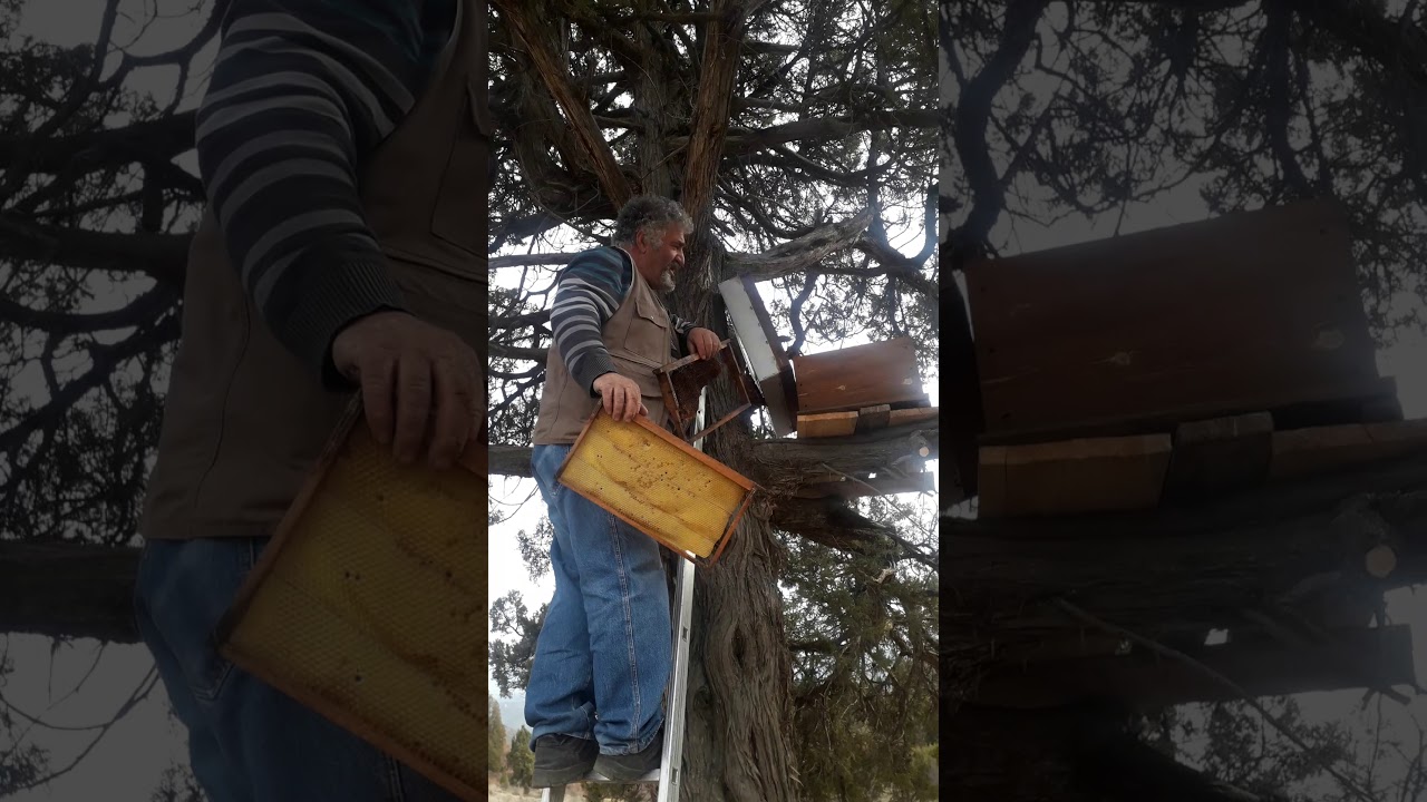 agaclara kovan koyarak arı yakalama