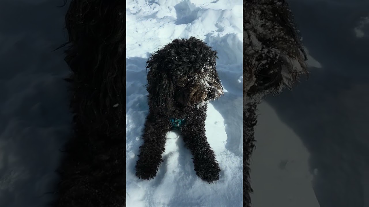 눈밭에서 브루노 (Bruno in the snow)