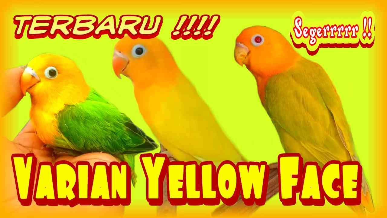 Mengenal Beberapa Varian Lovebird Mutasi Yellow Face | Lovebird Viral