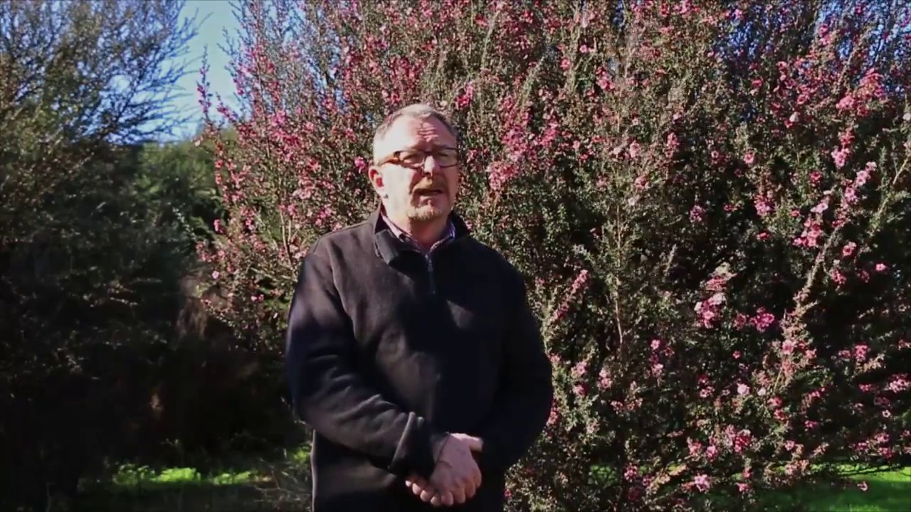 Manuka Plantation Programme
