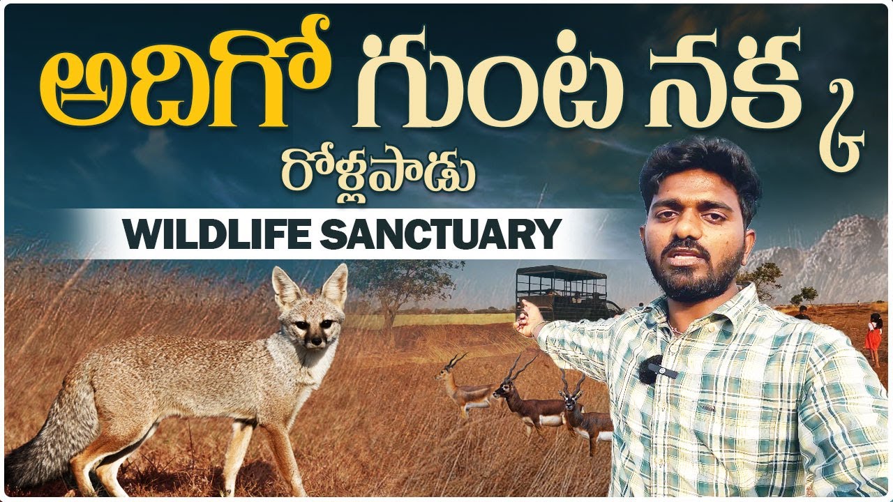 అదిగో గుంట నక్క | Rollapadu Wildlife Sanctuary | wildlife photography in telugu  | #viewfindersnap