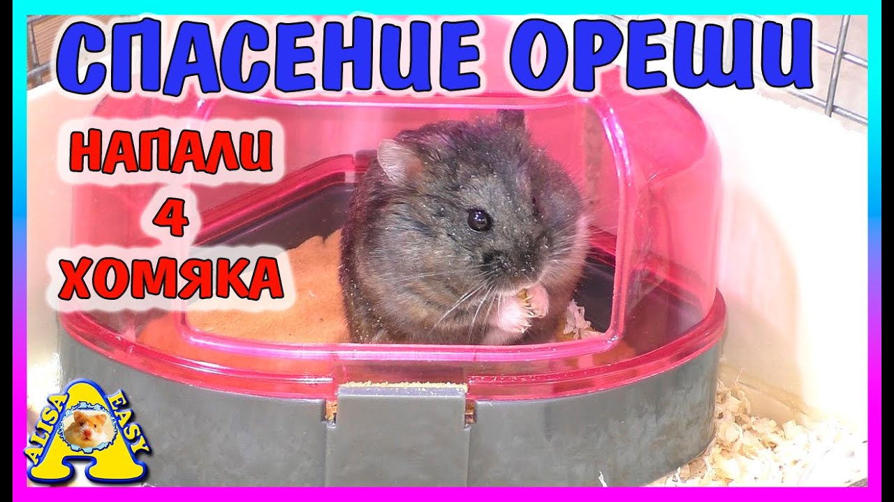 Осталось 4 хомяка / Что случилось с Орешей? / Спасение Хомяка / Alisa Easy Pets