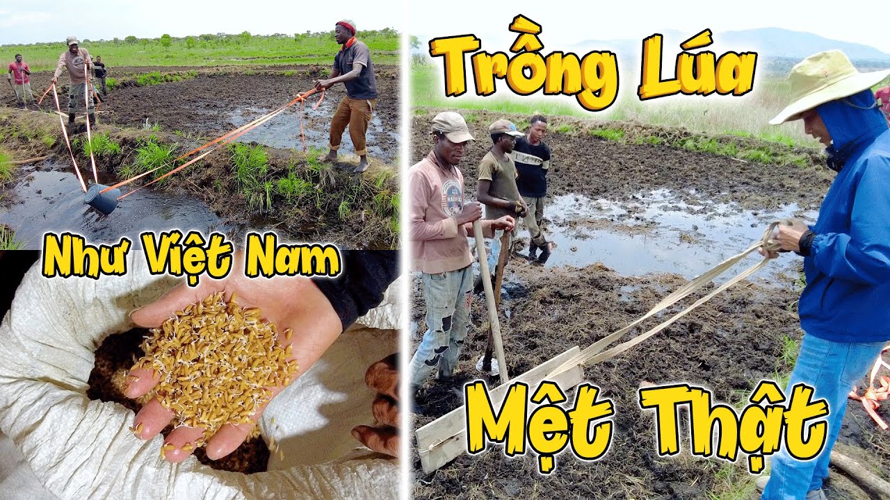 Kh&oacute; V&agrave; Mệt Qu&aacute;! Kh&ocirc;ng Ngờ Người Việt Nam TRỒNG L&Uacute;A LẠI VẤT VẢ NHƯ VẬY! Ch&acirc;u Phi Cũng C&oacute; Thể!