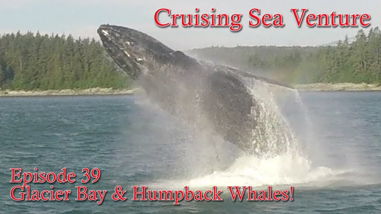 Whales - Whoa!  Way too close!   Alaska onboard our Trawler, Sea Venture - EP 36