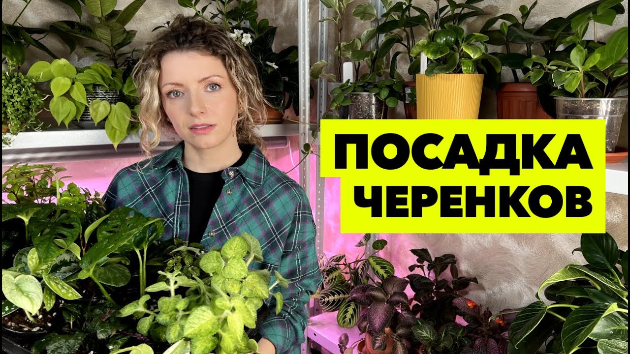 Посадка черенков комнатных растений