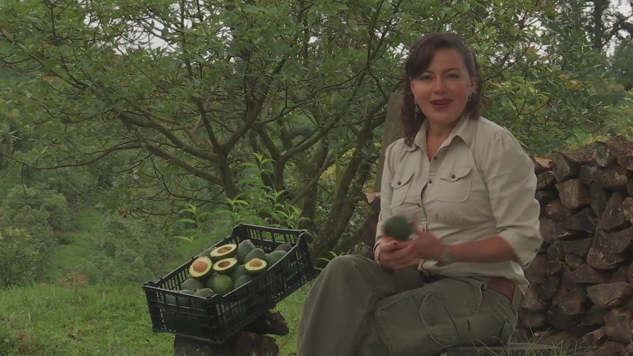 Cultivo de Aguacate Hass