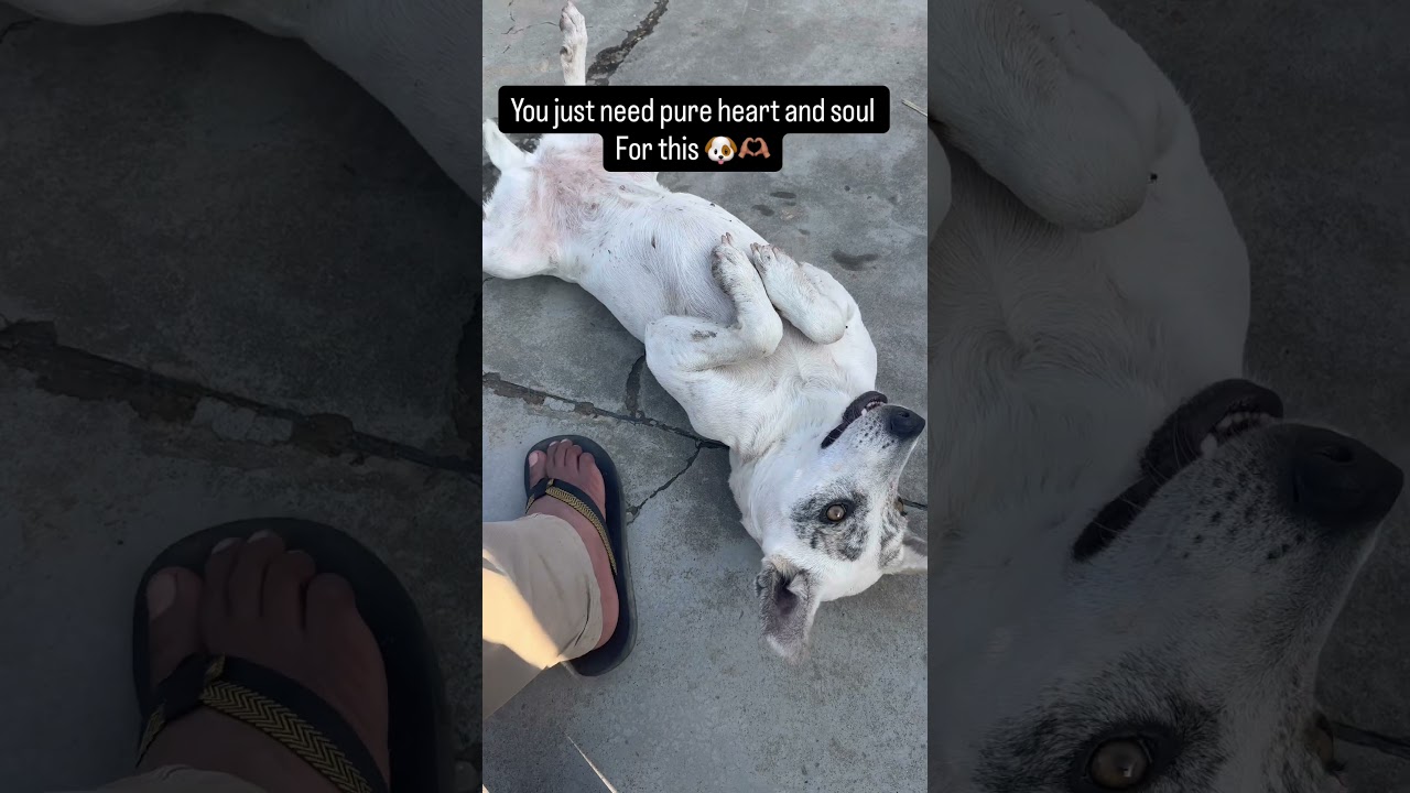“Be kind. Feed a street dog ❤️”