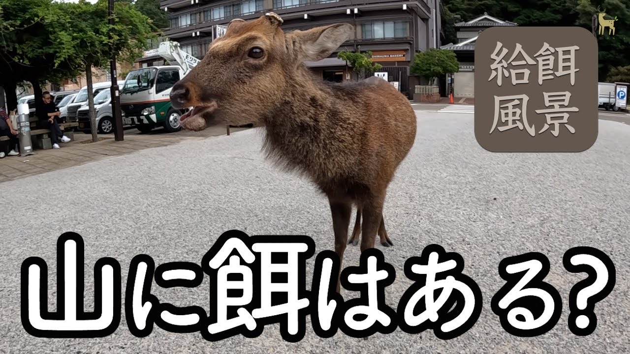 【どんぐり感謝】宮島の鹿さんの給餌風景と山の中の餌の現状