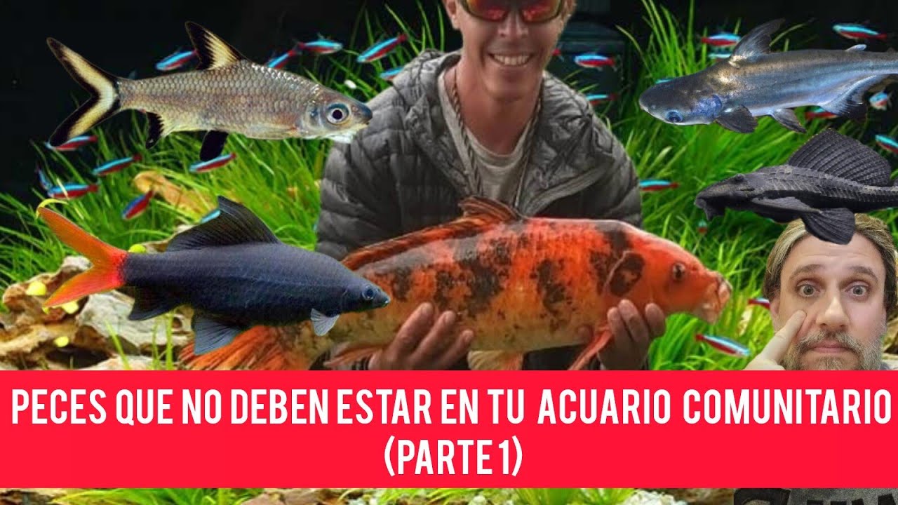 Peces que NO deben estar en tu acuario comunitario (Parte 1) 🐟 🚫🐠