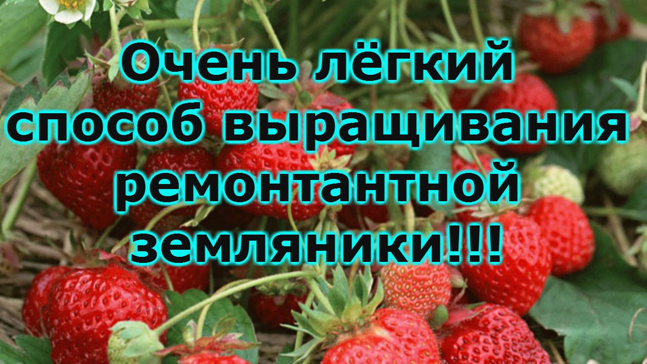 ВЫРАЩИВАНИЕ ЗЕМЛЯНИКИ СЕМЕНАМИ-ОТ ПОСЕВА ДО ПИКИРОВКИ РАССАДЫ!