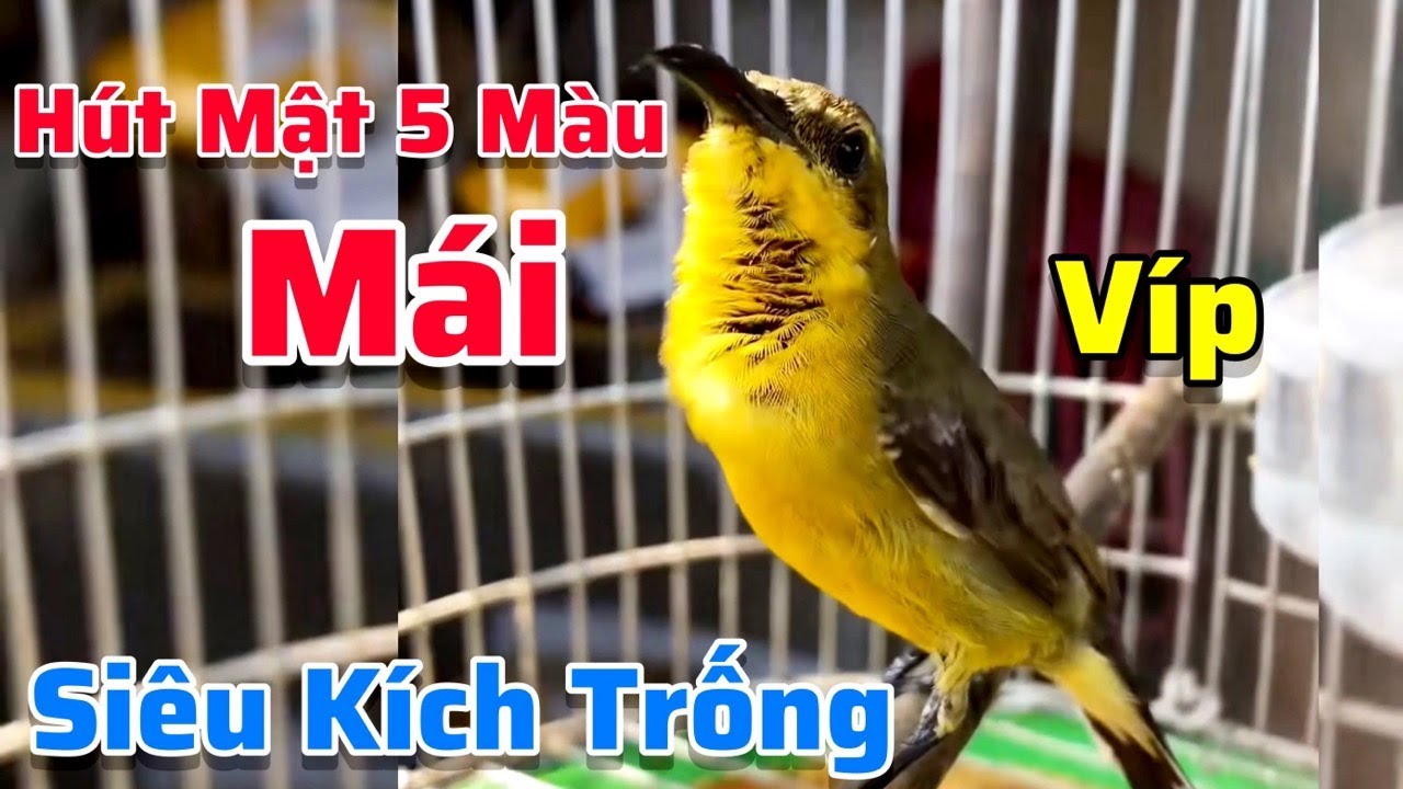 Tiếng Chim Hút Mật Mái Mồi Siêu Kích Trống, Chém Cánh Kích Bổi Đấu | Âm Thanh Dùng Đi Bẫy