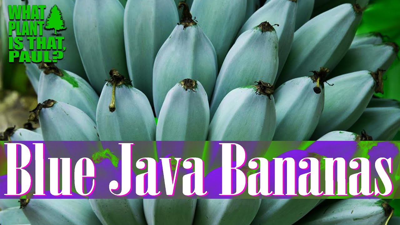 TASTING the BLUE JAVA BANANA (Does It really Taste like ICE CREAM?)