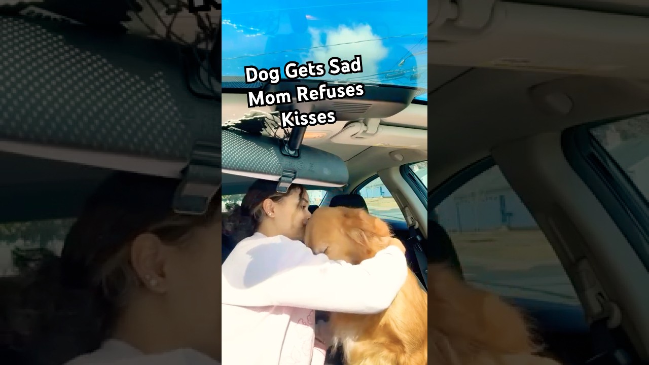 Dog Gets Sad After Kiss Is Rejected! #puppy #goldenretriever #dogmom
