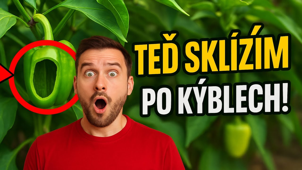 Moje papriky byly úplně prázdné, dokud jsem neudělal TOHLE. Teď sklizím po kýblech! 🏆