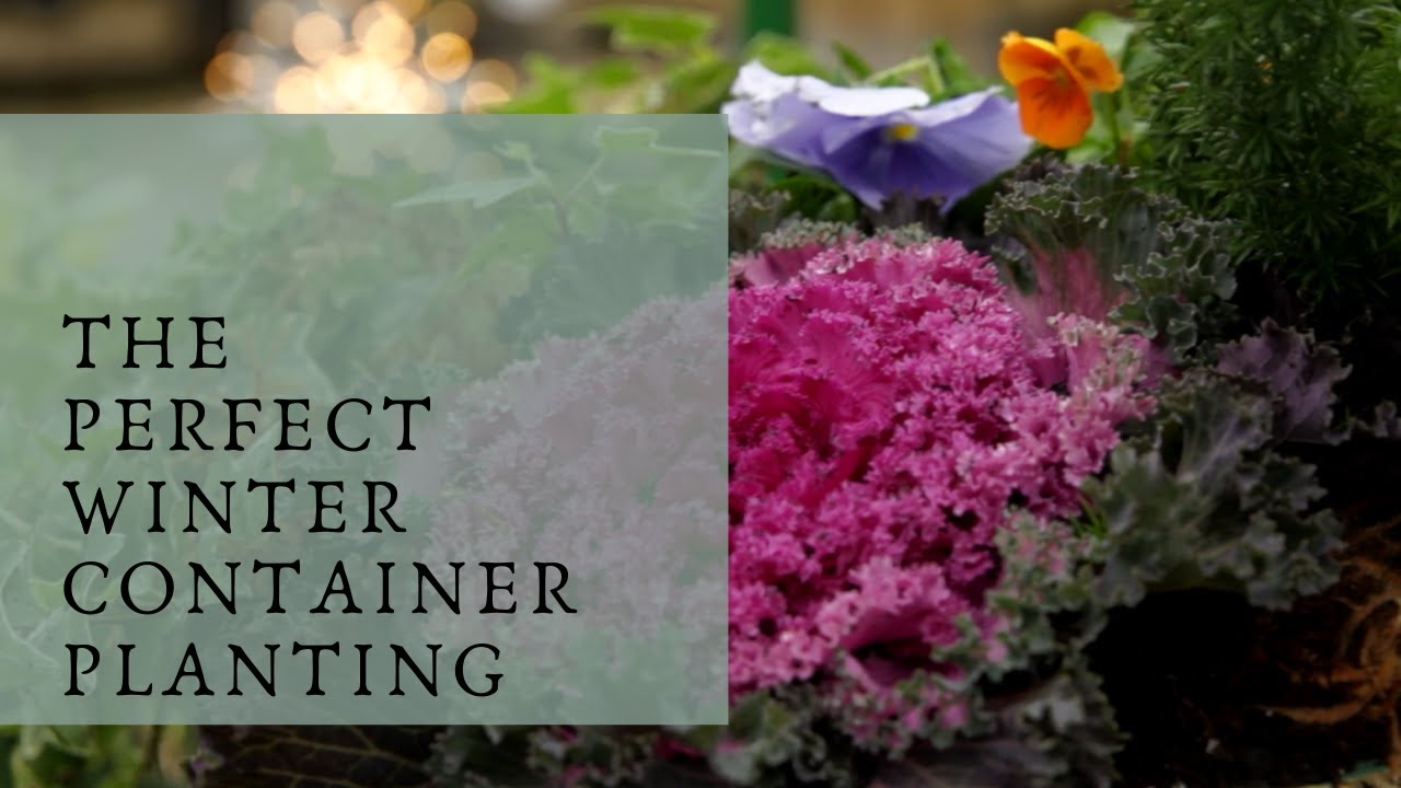 Winter Container Planting | Catherine Arensberg
