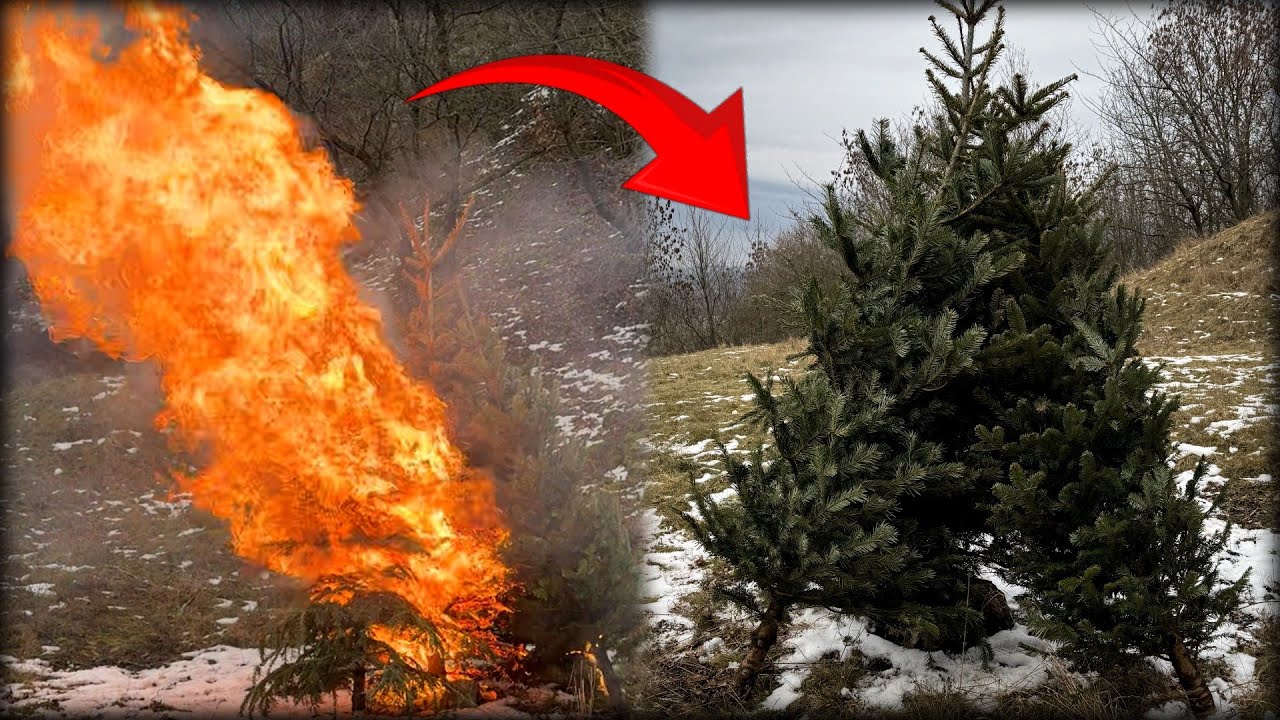 Zapálil Som 5 Vianočných Stromčekov Naraz!