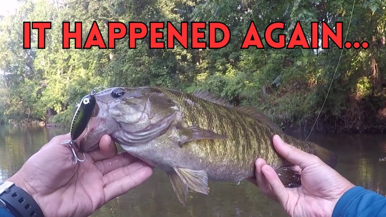 Heddon Tiny Torpedo Creek Action!!