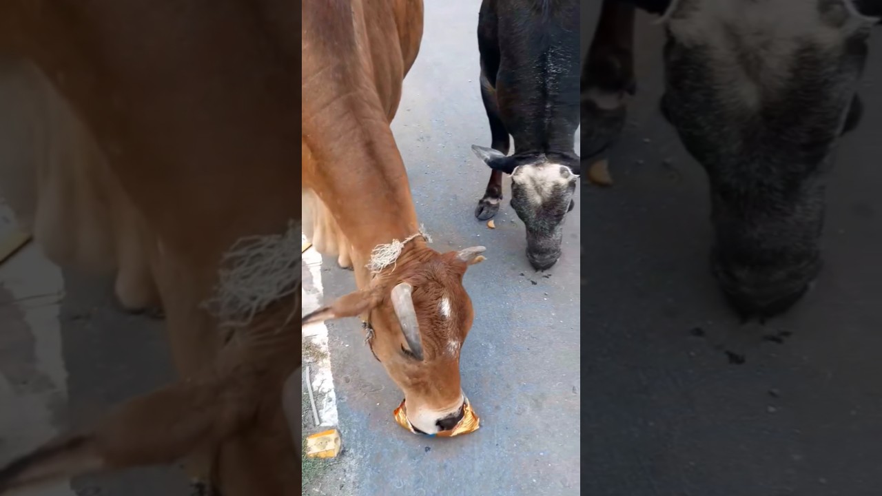 #GauFeed#FeedCow#CowCare#GauLove#DesiCow#CowTime#GauVlog#CowLife#CowVids#CowReel#GauVibe#ViralCow