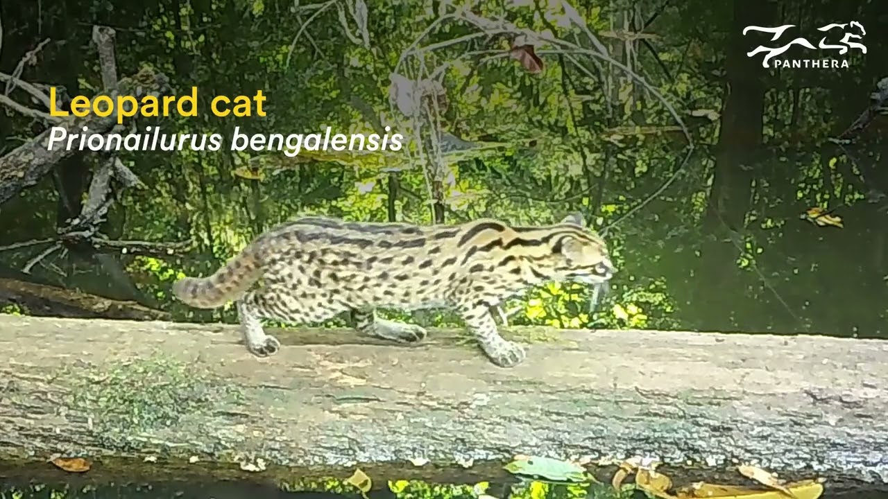 Window to the Wild: Borneo | Camera Trap Footage from the Deramakot-Tangkulap Landscape