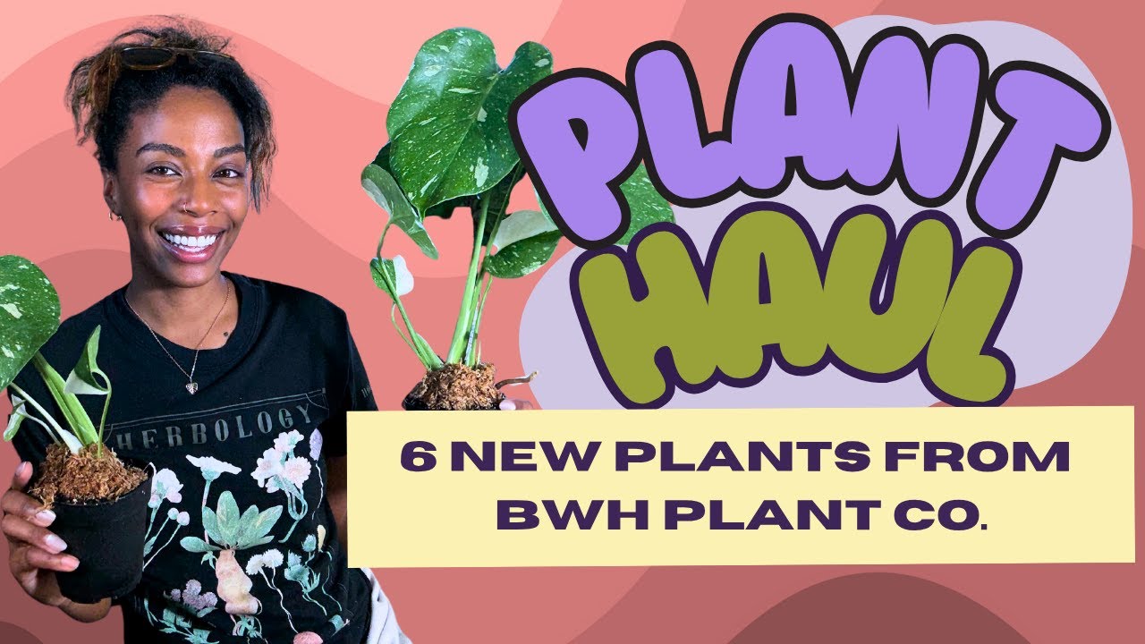 BWH Plant Co Unboxing | 6 New Plants From An Online Shop & First Impressions