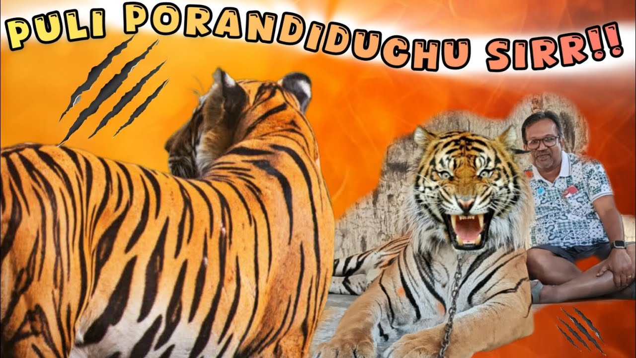 புலியோடு விளையாட்டு 🐯| A tiger encounter 🐅| #thailand #tigertopia #tigerpark #bangkok #sriracha