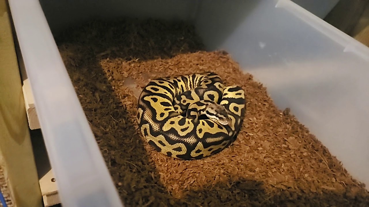 Homemade fb40 snake rack review and new snake updates!