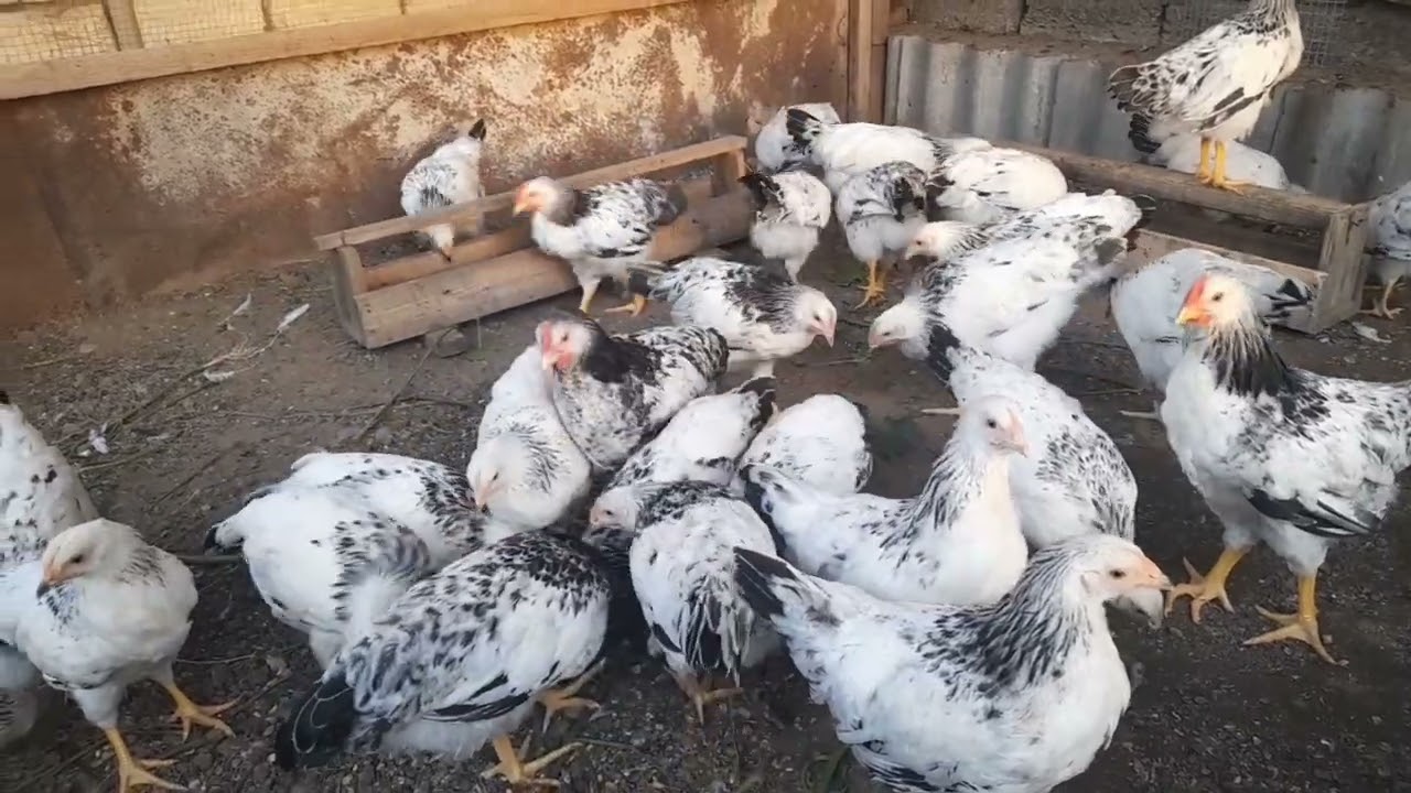 Cücələrim 75 günlük ( bu qaydalara diqqət edin)