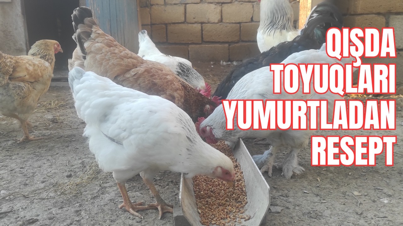 Qışda toyuqların yumurtladan resept!