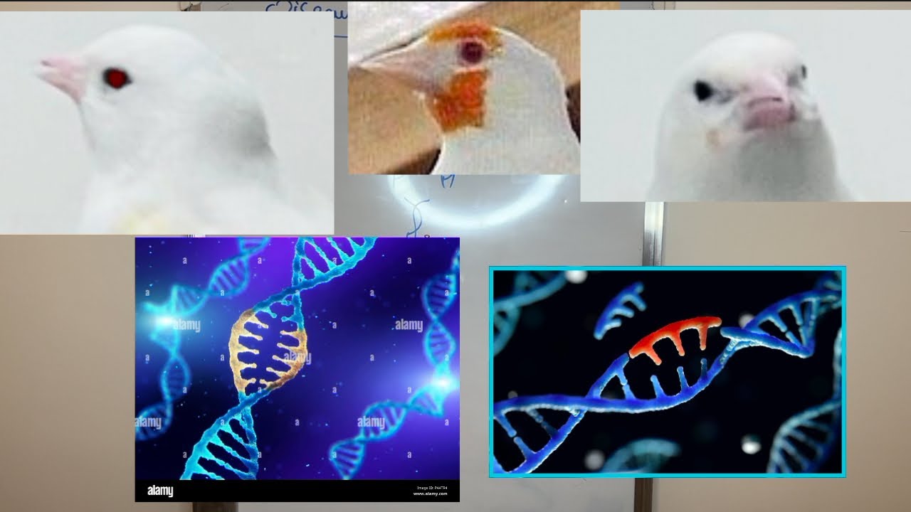 Comment d’un sujet capturé nous avons fixé les mutations ? Erreur ADN et appellations « blanc »